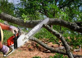 Best Hedge Trimming  in De Kal, TX